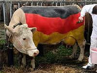 Die Kuh 'Tulpe'; Foto: dpa